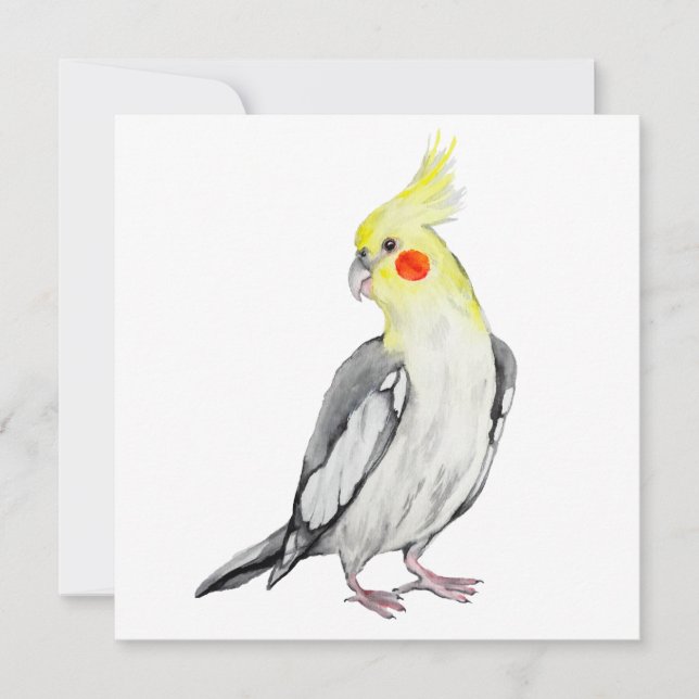 Cute Cockatiel Aquarelle Parrot. (Devant)