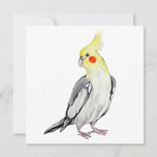 Cute Cockatiel Aquarelle Parrot.