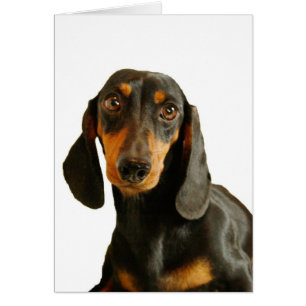 Cute Dachshund ( Miniature Brown courte haïe )