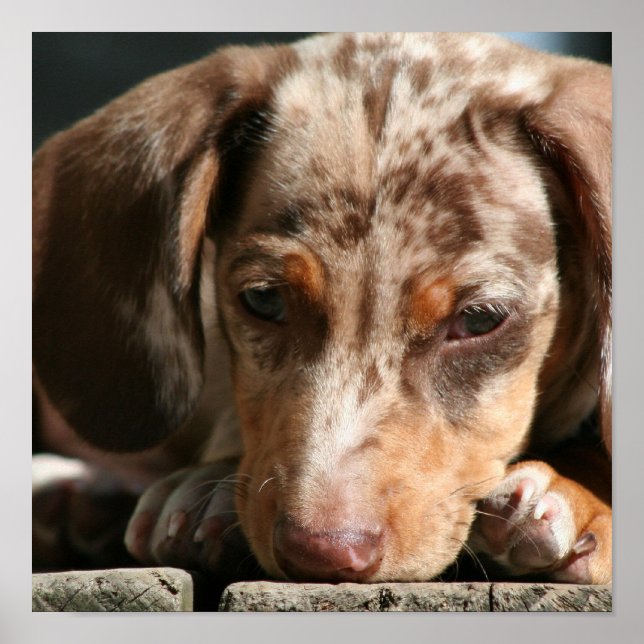 Cute Daschund Puppy Poster (Devant)