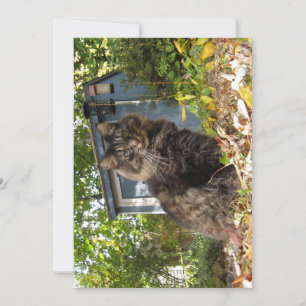 Cute drôle Maine Coon Kitty Chat
