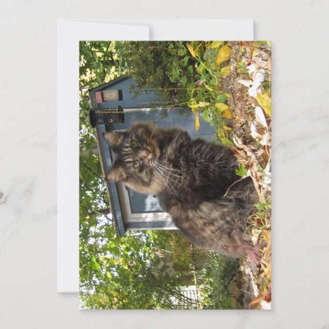Cute drôle Maine Coon Kitty Chat (Devant)