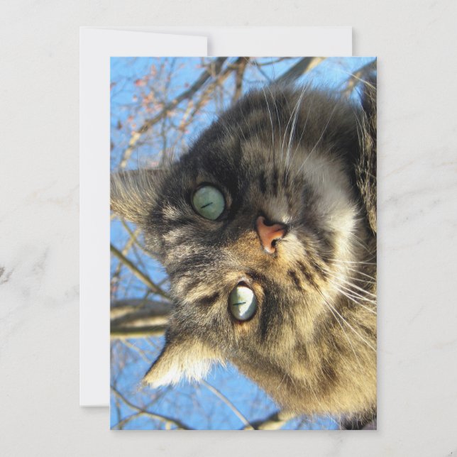 Cute drôle Maine Coon Kitty Visage flou (Devant)