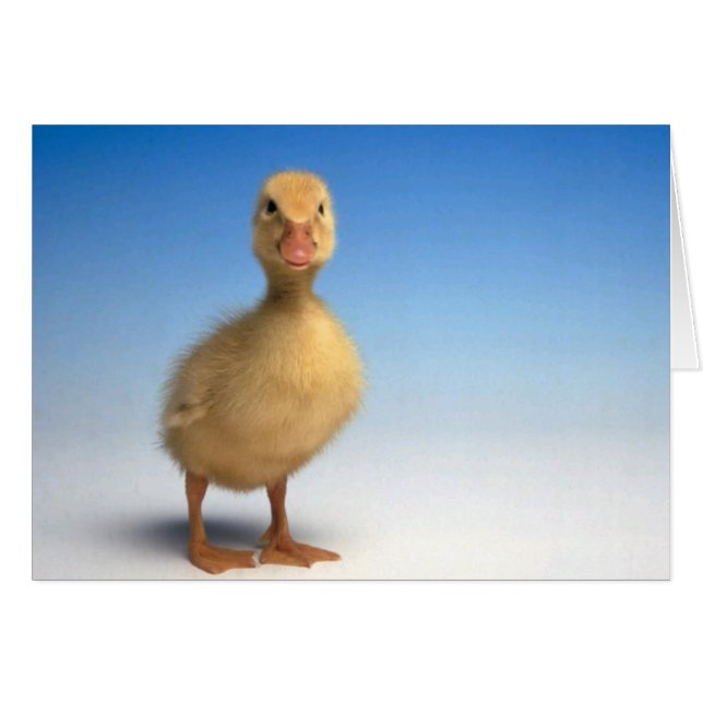 Cute Duckling Card (Devant horizontal)