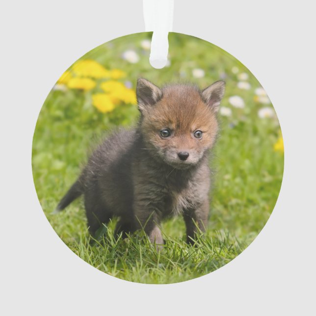 Cute Fluffy Red Fox Cub Wild Baby Animal - (dos)
