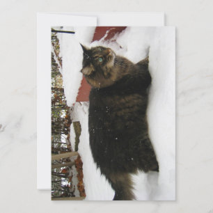 Cute Funny Maine Coon Kitty Chat Orteils froids