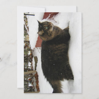 Cute Funny Maine Coon Kitty Chat Orteils froids