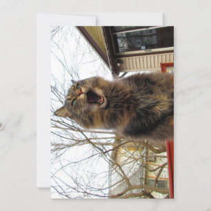 Cute Funny Maine Coon Kitty Je suis une maison d'o