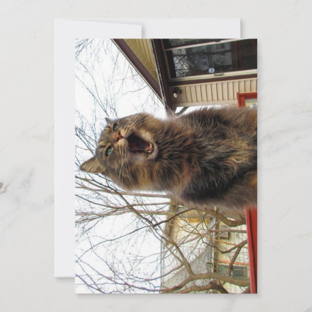 Cute Funny Maine Coon Kitty Je suis une maison d'o (Devant)