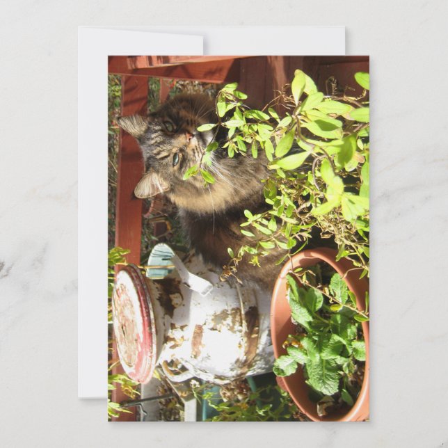 Cute Funny Maine Coon Kitty Rustique (Devant)