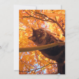 Cute Funny Maine Coon Kitty Tree Climat