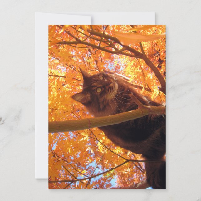 Cute Funny Maine Coon Kitty Tree Climat (Devant)