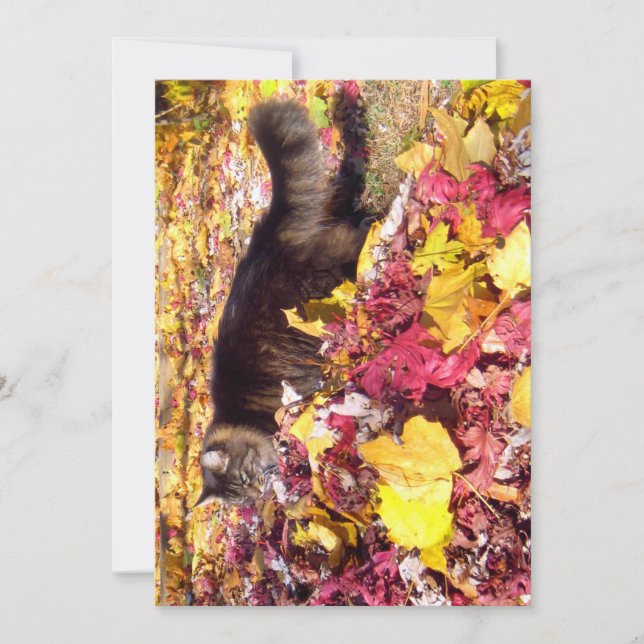 Cute Funny Maine Coon L'Inspection De La Feuille (Devant)