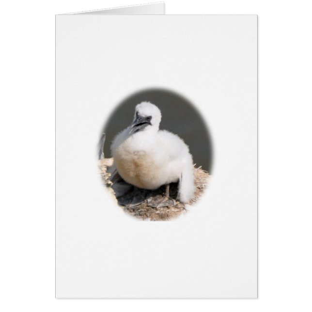 Cute Gannet Chick (Devant)