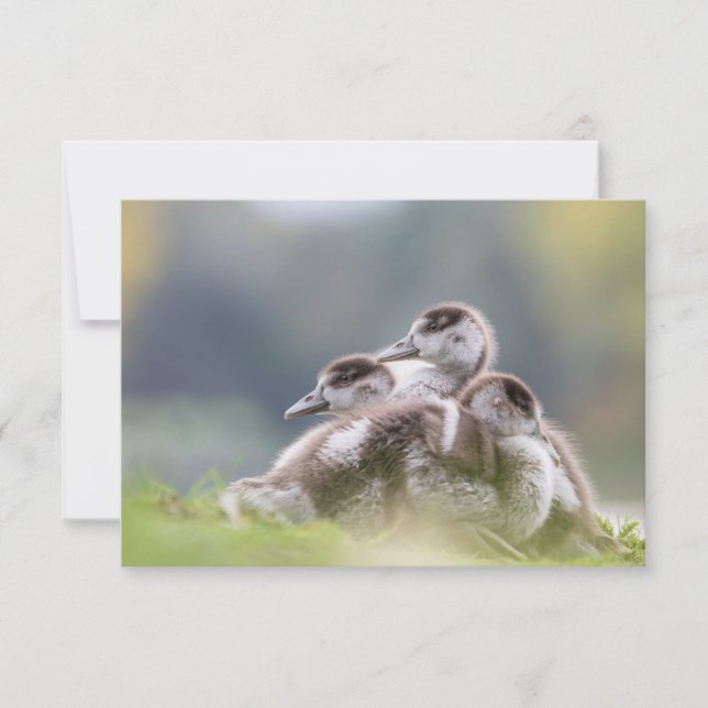 Cute Geese Chicks Nature Photo (Devant)