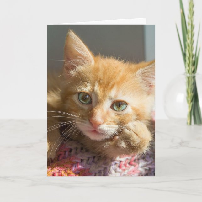 CUTE GINGER CAT KITTEN CARTES D'ENSEIGNEMENT (Devant)