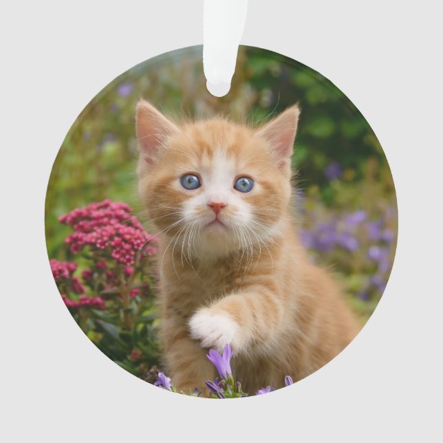 Cute Ginger Chat Kitten dans un jardin Photo Portr (devant)