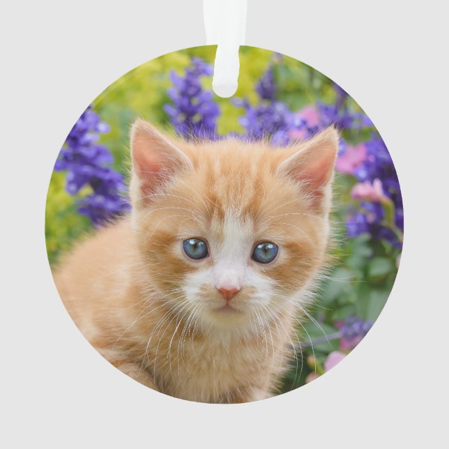 Cute Ginger Chat Kitten en Jardin Fleuri Portrait (dos)