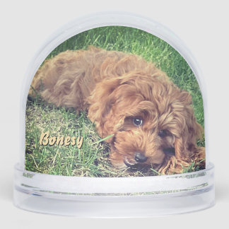 Cute Golden Doodle Snow Globe