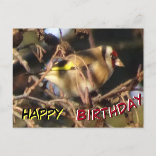Cute Goldfinch Close Up Happy Birthday Carte posta
