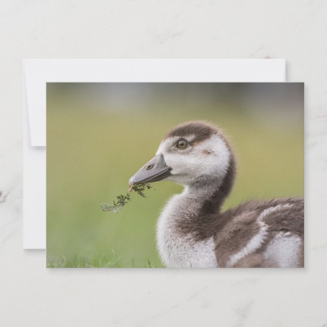 Cute Goose Chick Nature Carte photo (Devant)