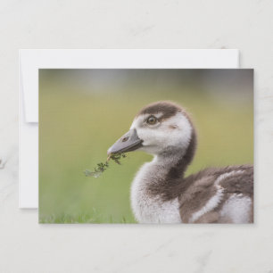Cute Goose Chick Nature Carte photo