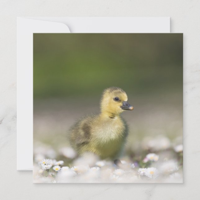 Cute Gosling Carte photo de la faune (Devant)