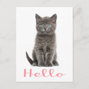 Cute Grey Kitten Amitié Bonjour Chat Carte postale