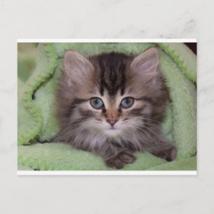 Cute Grey Kitten sur Green Blanket Carte postale