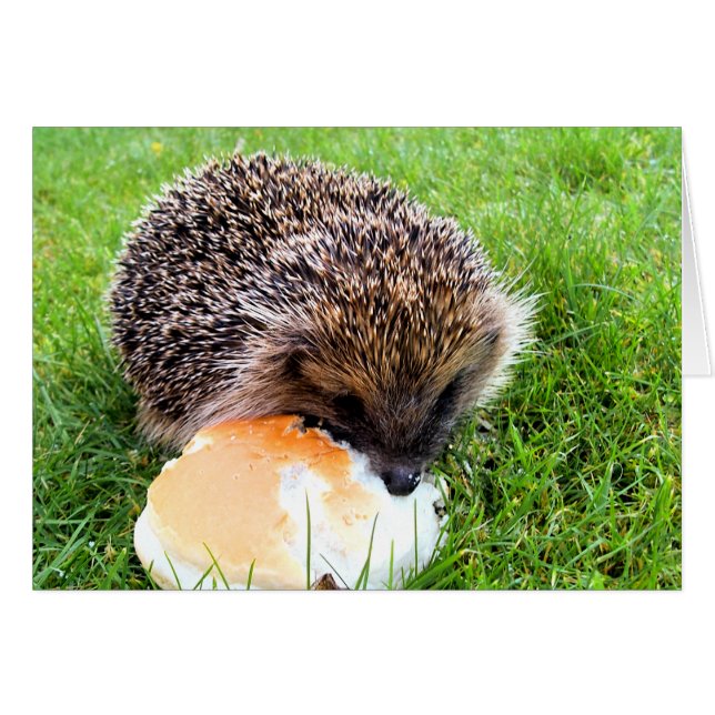 CUTE HEDGEHOG Card (Devant horizontal)