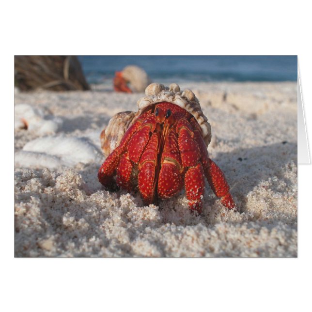 Cute Hermit Crabe sur White Sandy Beach Closeuse (Devant horizontal)
