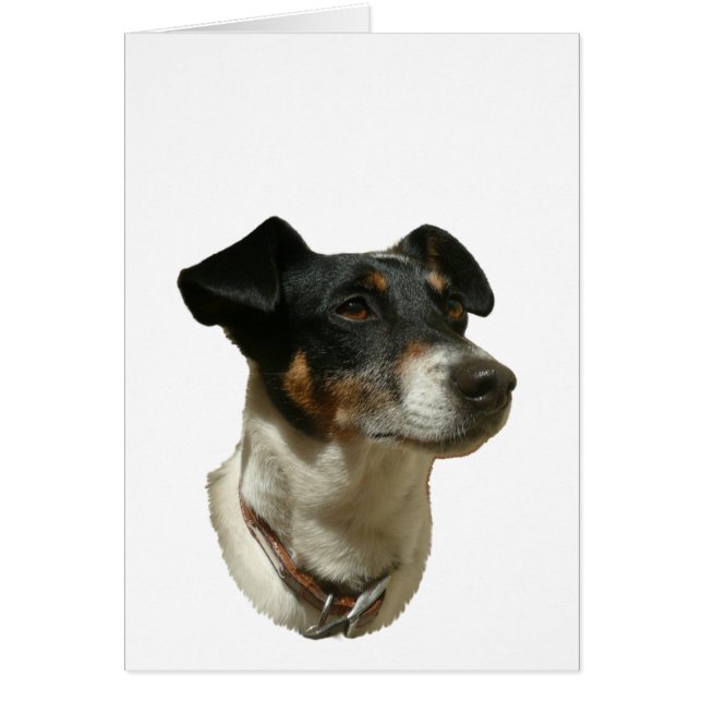Cute Jack Russell Chien (Devant)