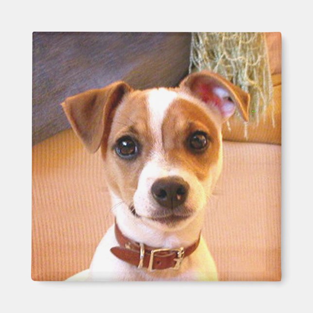 Cute Jack Russell Terrier magnet (Devant)