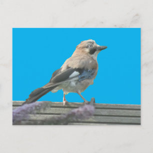 Cute Jay Close DO-IT-YOURSELF carte postale