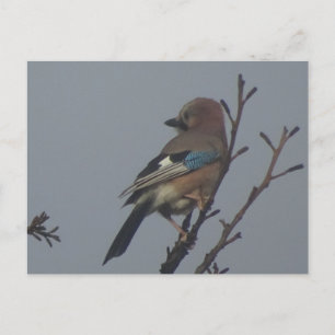 Cute Jay dans l'arbre do-it-yourself carte postale