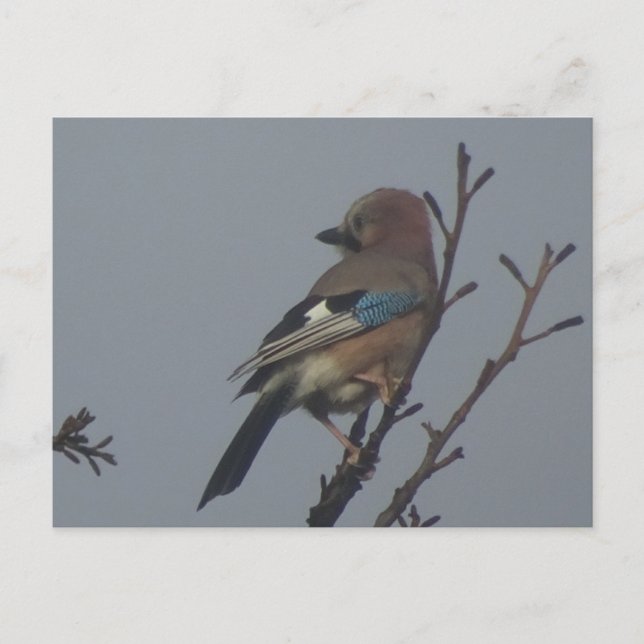 Cute Jay dans l'arbre do-it-yourself carte postale (Devant)