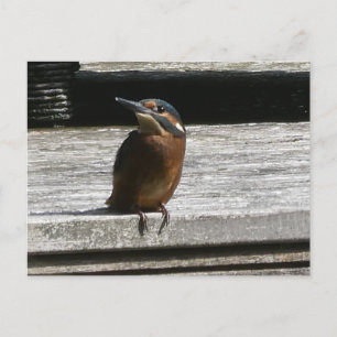 Cute Kingfisher Close do-it-yourself carte postale