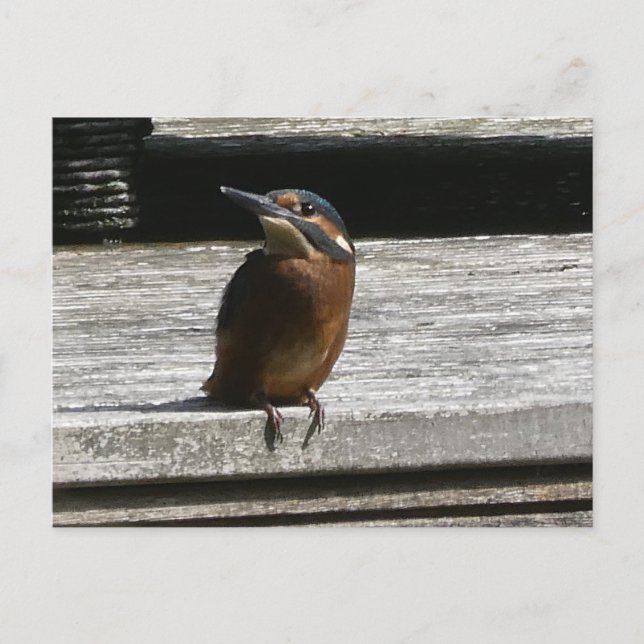 Cute Kingfisher Close do-it-yourself carte postale (Devant)