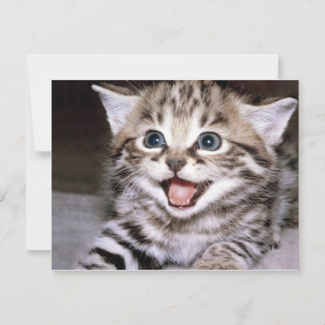 Cute Kitten (Devant)