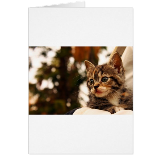 Cute Kitten (Devant)