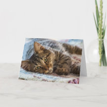 Cute Kitten Penser à votre carte de voeux