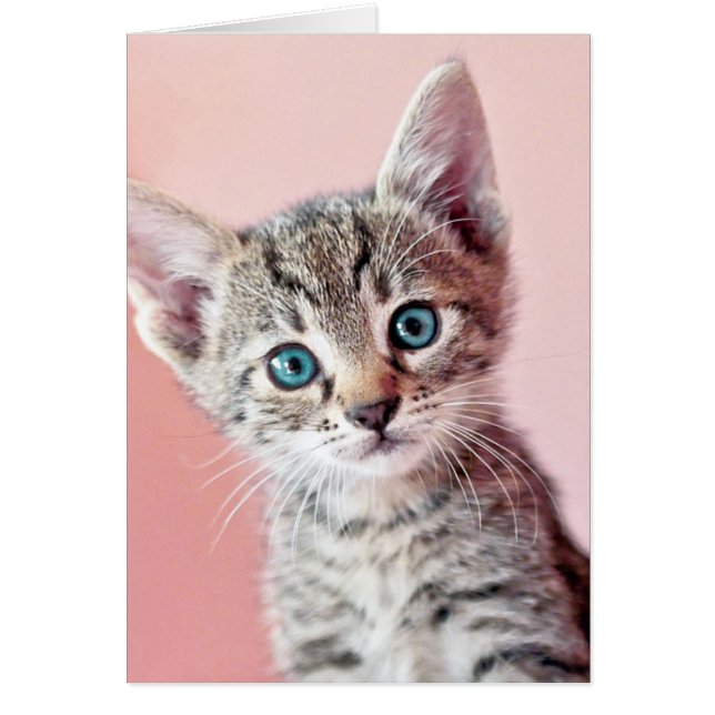 Cute kitten with blue eyes. (Devant)