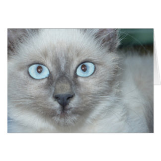Cute kitty