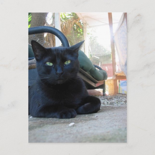 Cute Kitty Laying - carte postale (Devant)
