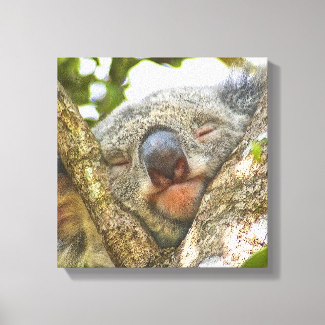 Cute Koala Ours Enveloppé Toile (Recto)