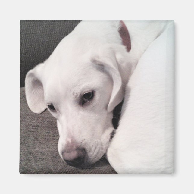 Cute Lazy White Labrador Retriever Mix Dog Magnet (Devant)