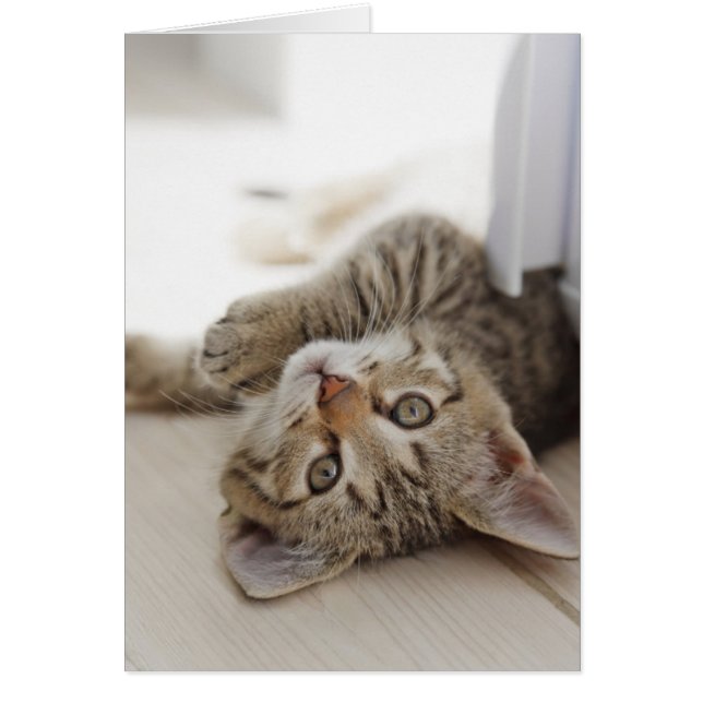 Cute Little Kitten (Devant)
