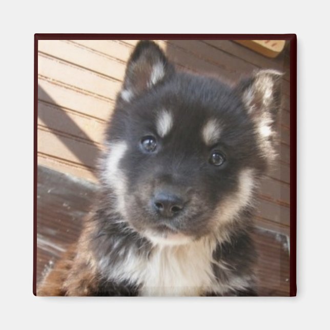 Cute Magnet de visage de chiot (Devant)