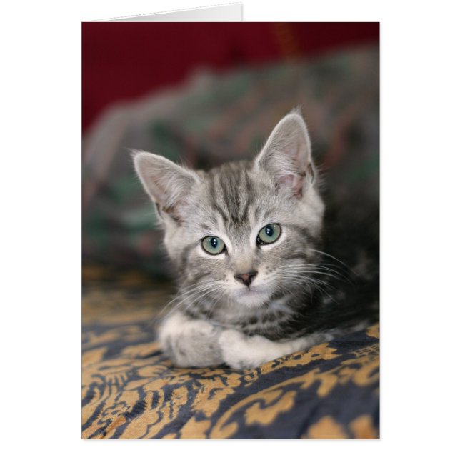 Cute Maine Coon Argent Tabby Kitten, Chat (Devant)
