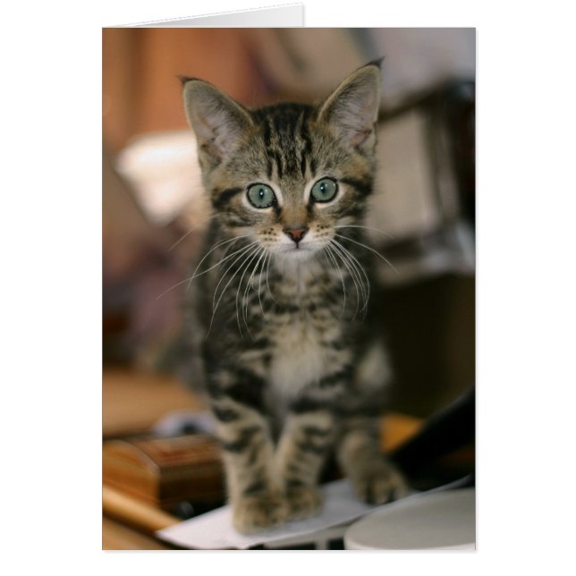 Cute Maine Coon Brown Tabby Kitten, Chat (Devant)